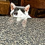 animal, cat, closeup, countertop, curious, domestic, ear, eye, feline, fur, granite, home, indoor, one-eyed, peeking, pet, reflection, table, whiskers, wooden_chair