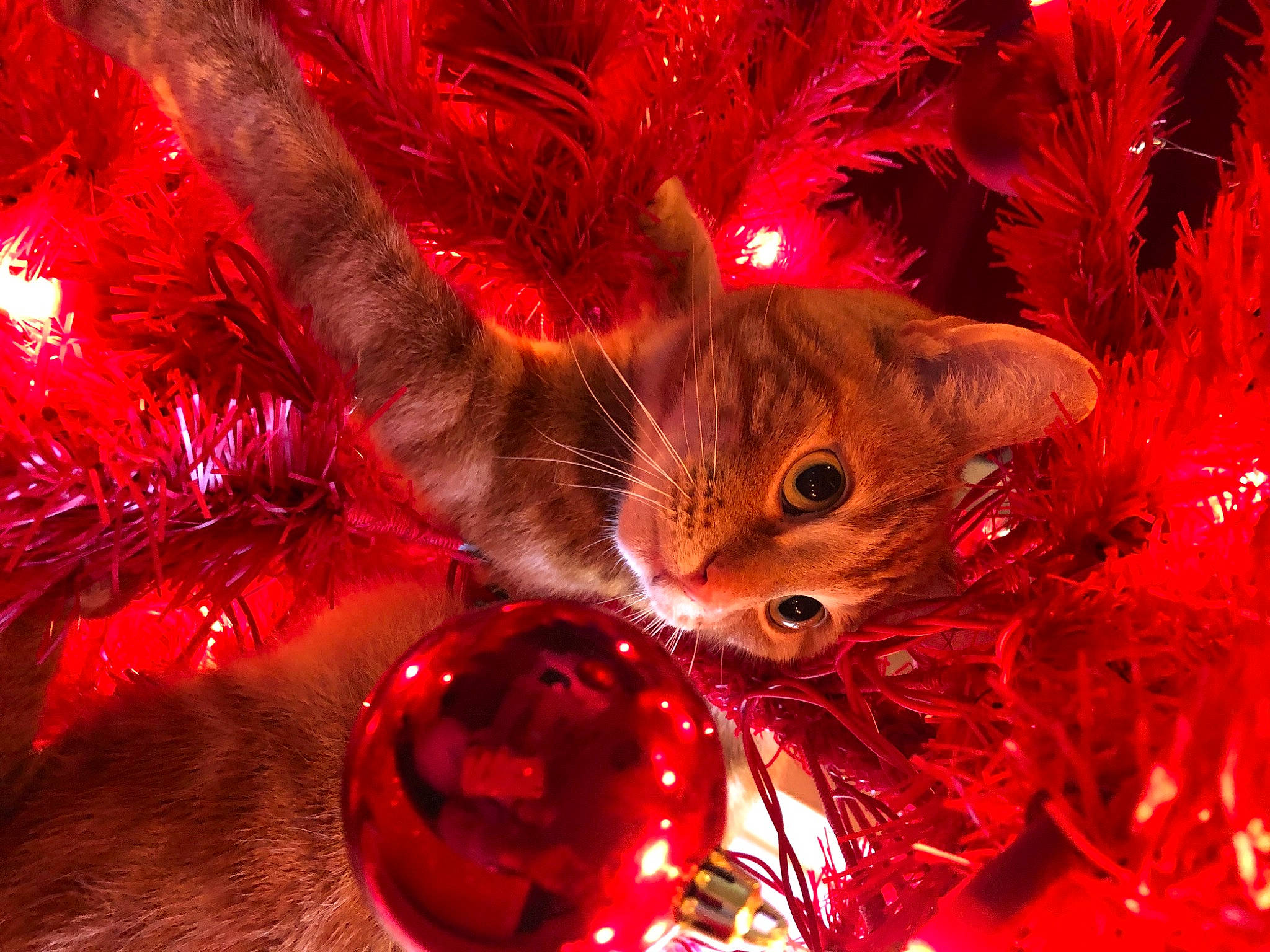 Dave is registered to the contest to win money with this photo: carnivore, cat, christmas, christmas_decoration, christmas_eve, christmas_ornament, christmas_tree, conifer, event, felidae, fur, holiday, holiday_ornament, magenta, organism, ornament, red, small_to_medium_sized_cats, vertebrate, whiskers