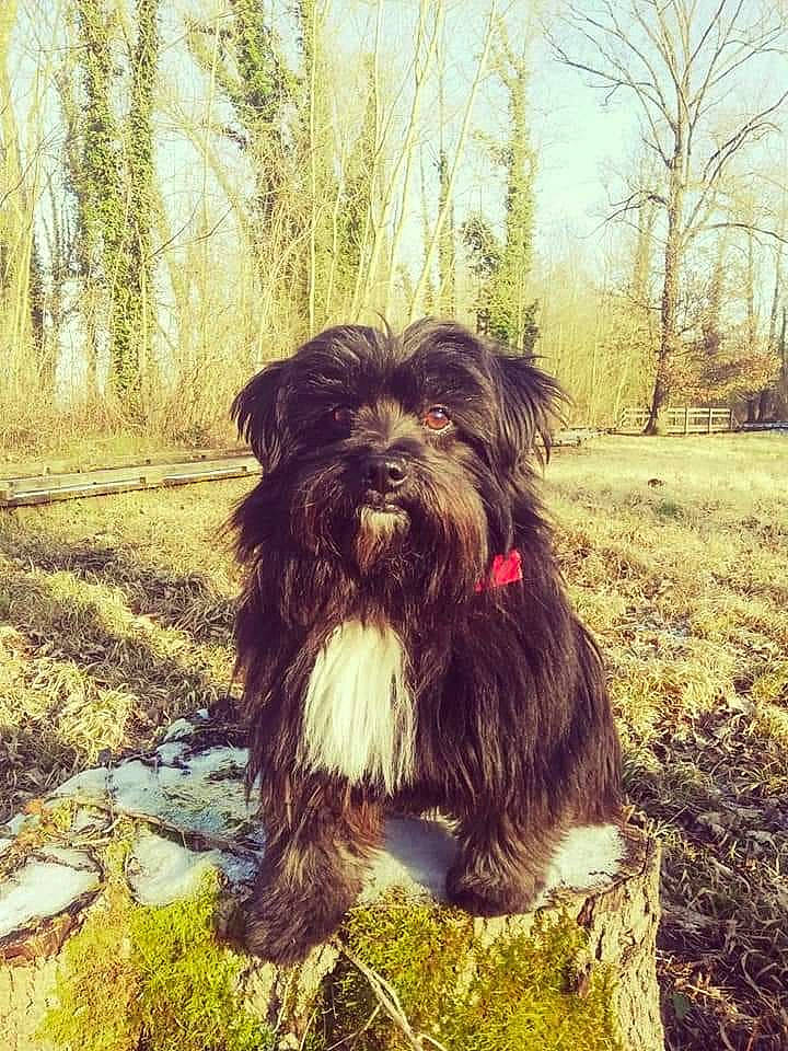 Nelson participe au concours pour gagner de l'argent avec cette photo : canidae, carnivore, companion_dog, dog, dog_breed, fawn, fur, grass, liver, maltepoo, plant, small_terrier, snout, sporting_group, terrestrial_animal, terrier, toy_dog, tree, water_dog, working_animal