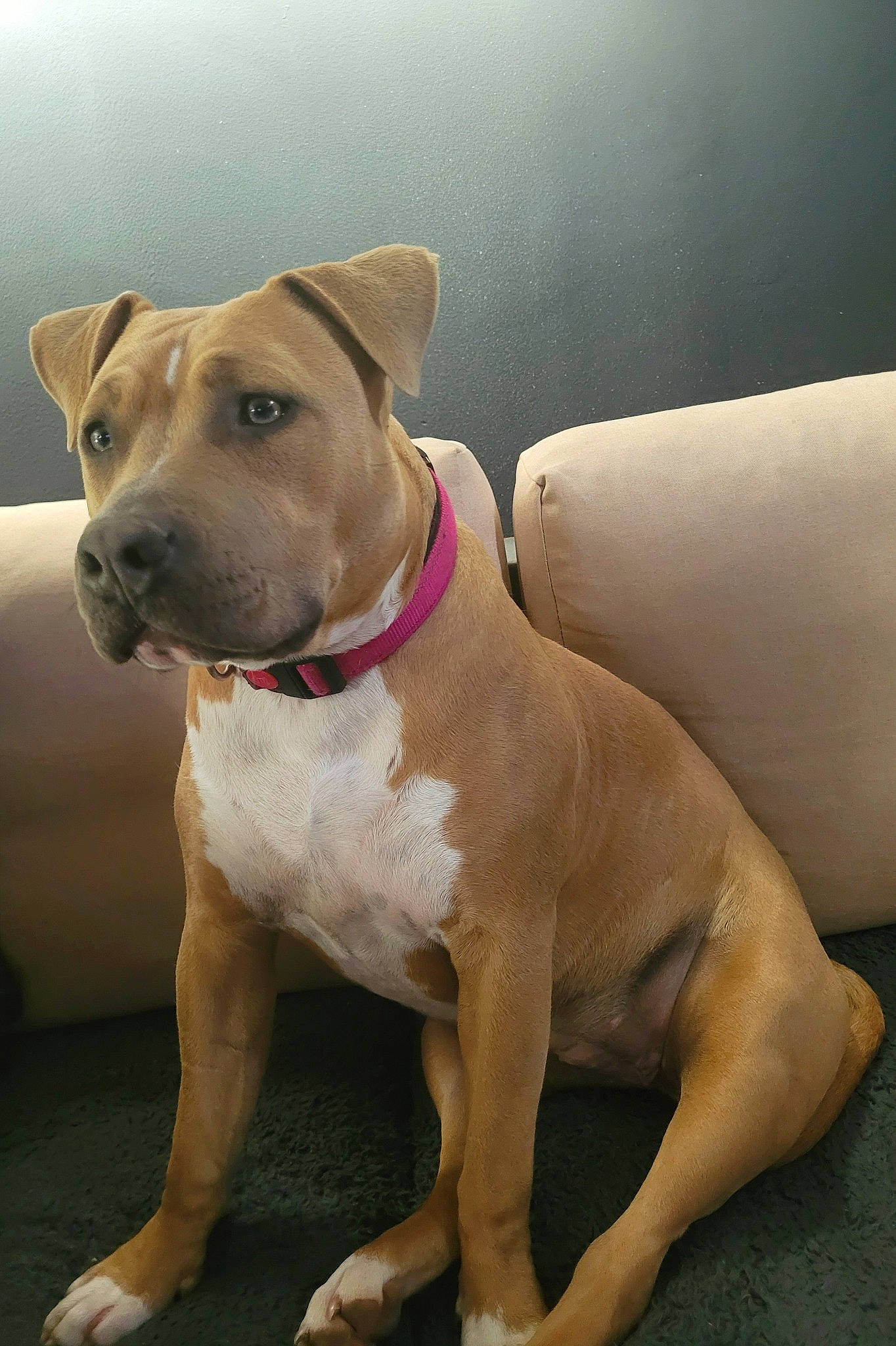 Naika a rejoint le concours — aidez-le/la à gagner de superbes lots ! ancient_dog_breeds, carnivore, collar, comfort, companion_dog, couch, dog, dog_breed, dog_collar, fawn, guard_dog, liver, molosser, non_sporting_group, pet_supply, snout, sporting_group, whiskers, working_animal, working_dog