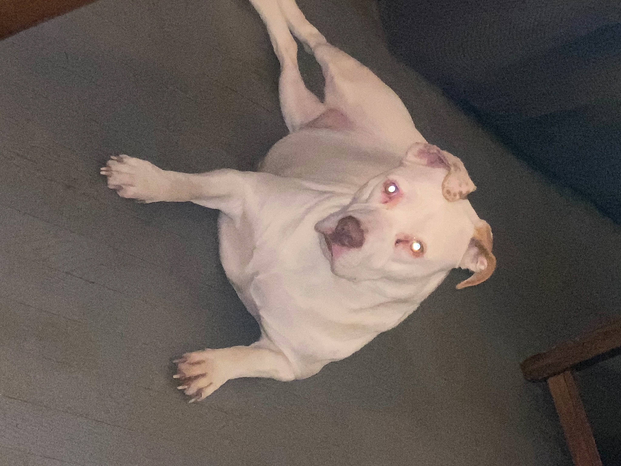 Lily is registered to the contest to win money with this photo: canidae, carnivore, companion_dog, dog, dog_breed, fawn, jaw, non_sporting_group, paw, snout, tail, terrier, tongue