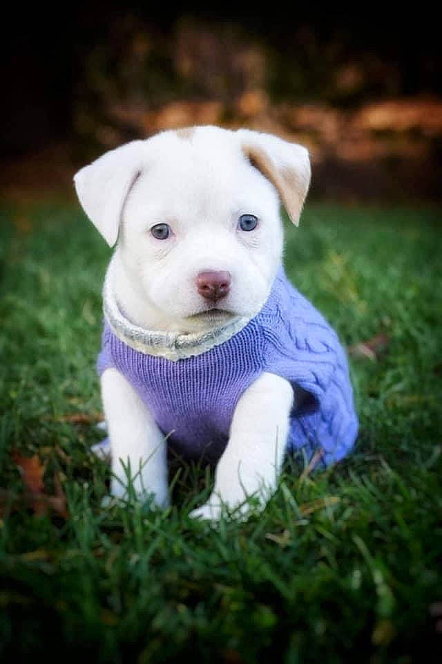 Lily is registered to the contest to win money with this photo: canidae, carnivore, companion_dog, dog, dog_breed, dog_clothes, dog_supply, non_sporting_group, pet_supply, puppy, snout, sporting_group, toy, toy_dog, working_animal, working_dog