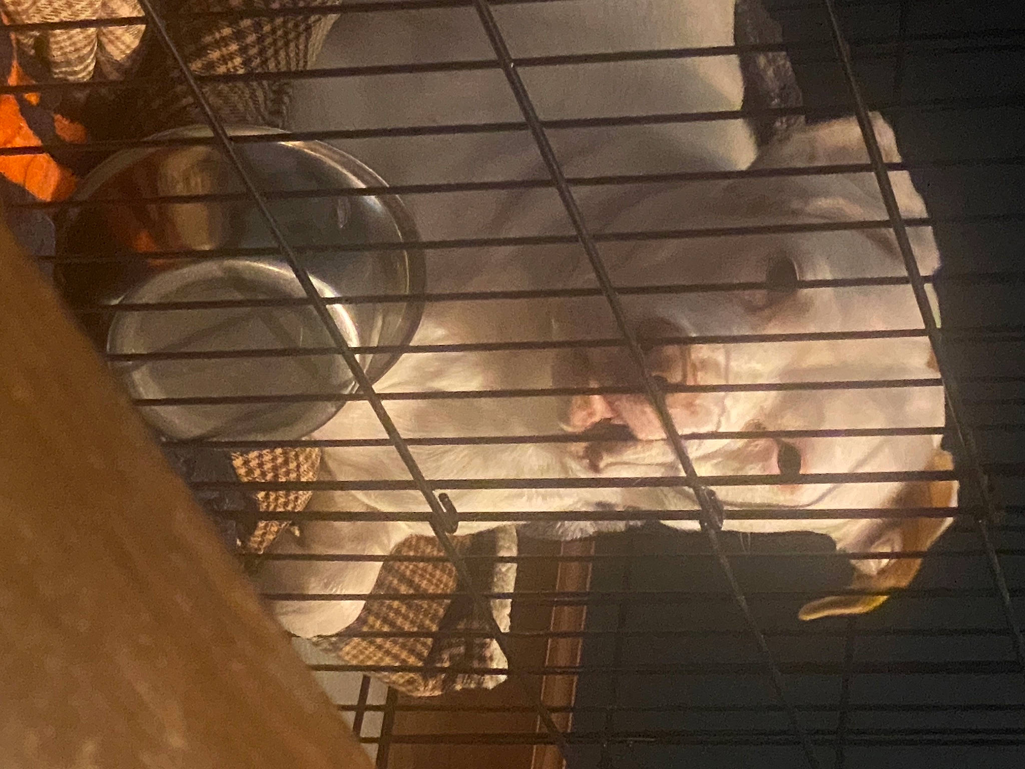 Lily is registered to the contest to win money with this photo: animal_shelter, cage, iron, mesh, mouse, muridae, muroidea, pest, pet_supply, rat, rodent, shadow, snout