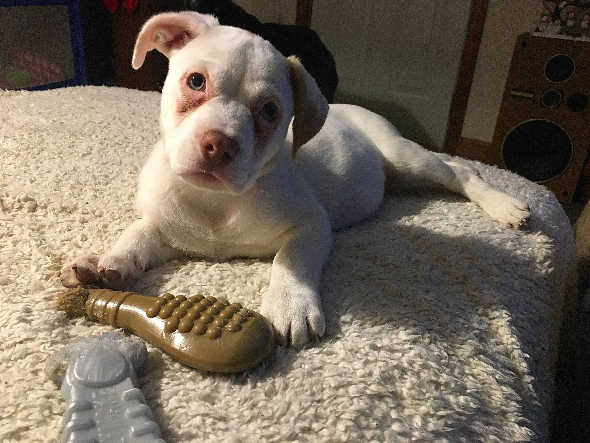 Lily is registered to the contest to win money with this photo: canidae, companion_dog, dog, dog_breed, dogo_argentino, foot, home_appliance, loudspeaker, non_sporting_group, paw, pet_supply, puppy, slipper, snout, sporting_group, stereophonic_sound, studio_monitor, toy_dog, whiskers, working_animal