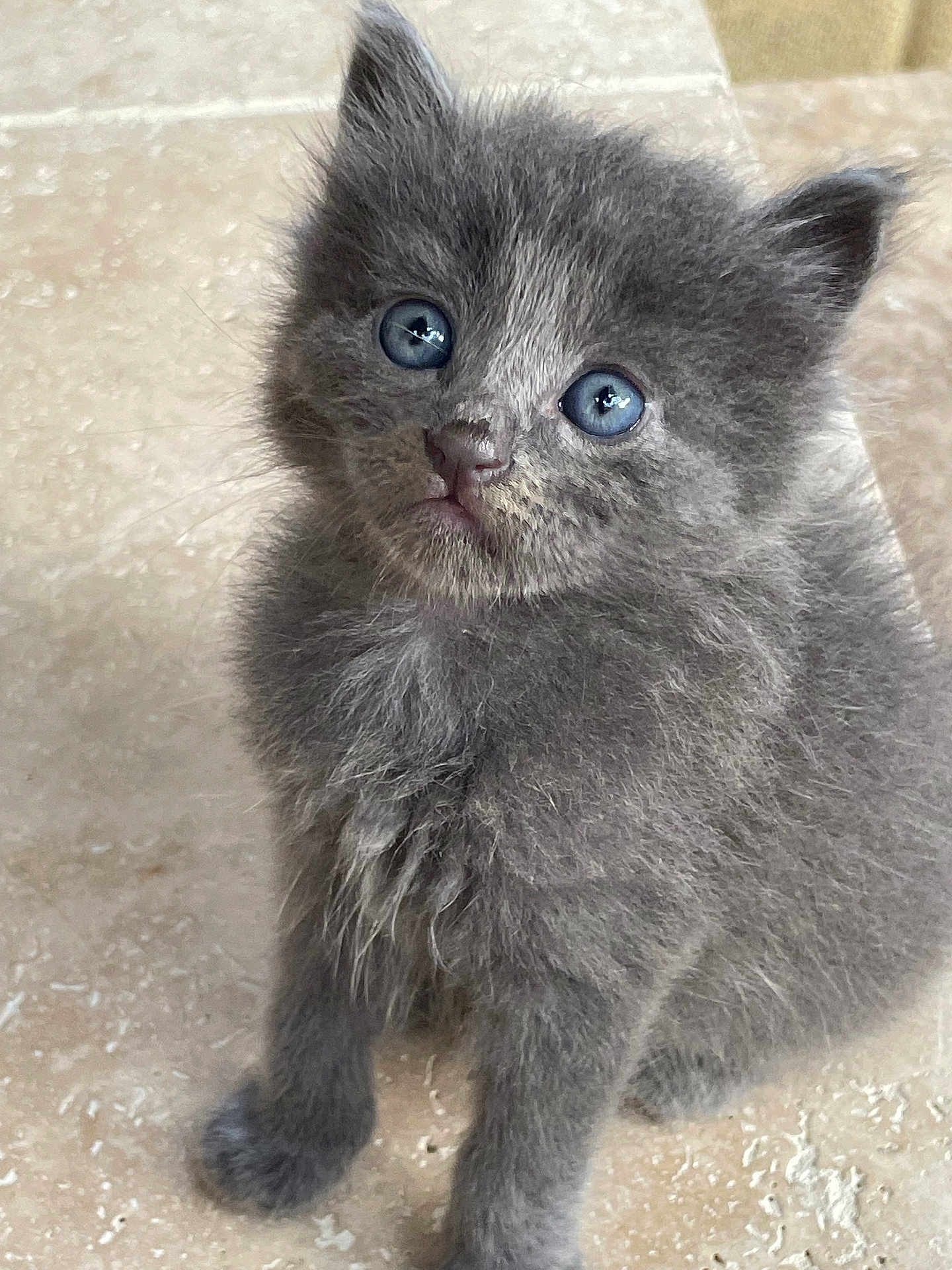 Chouchou a rejoint le concours — aidez-le/la à gagner de superbes lots ! kitten, cat, gray_fur, blue_eyes, fluffy, pet, animal, young, cute, sitting, indoor, curious, feline, whiskers, small, mammal, soft, closeup, portrait, floor