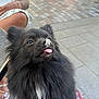 Honey participe au concours pour gagner de l'argent avec cette photo : dog, pomeranian, black_fur, fluffy, whipped_cream, cream_on_nose, tongue_out, close_up, basket, pavement, outdoor, person_leg, sandals, leash, portrait, cute, ears, fur_texture, pet, happy