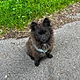 dog, pomeranian, small_dog, black_fur, fluffy, sitting, looking_up, eyes, ears, harness, pavement, sidewalk, grass, nature, outdoor, portrait, cute, pet, walk, ground