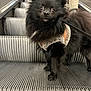 dog, pomeranian, black_dog, pet, pet_harness, escalator, metal, surprised_expression, fur, small_dog, indoor, step, whiskers, paws, leash, standing, stairs, close_up, portrait, cute