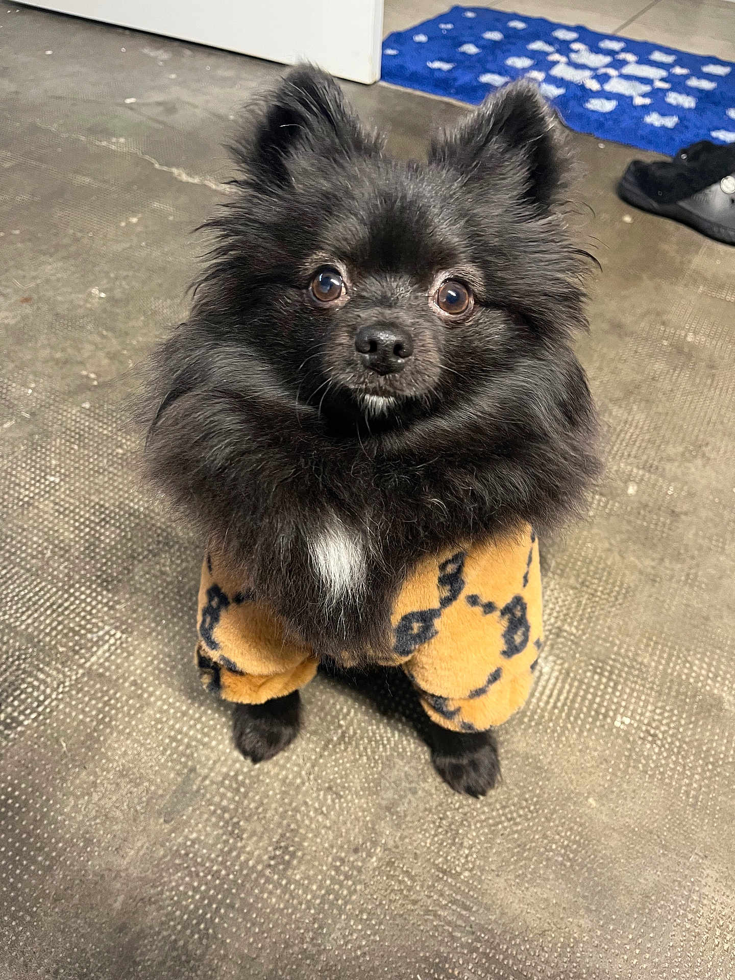 Honey a rejoint le concours — aidez-le/la à gagner de superbes lots ! dog, pomeranian, black_fur, white_chest_patch, fluffy, small_dog, sweater, patterned_clothing, eyes, ears, nose, paws, sitting, indoor, floor_mat, tile_floor, shoe, door, portrait, cute
