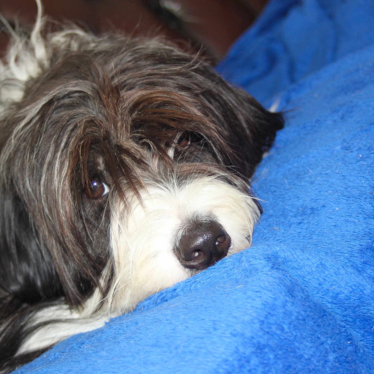 Mia a rejoint le concours — aidez-le/la à gagner de superbes lots ! affenpinscher, animal, blanket, bulldog, canine, cockerspaniel, collie, couch, dog, furniture, hound, pet, poodle, puppy, terrier
