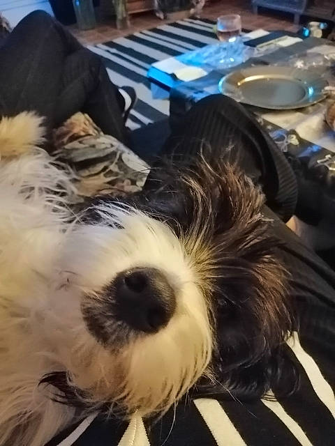 Mia participe au concours pour gagner de l'argent avec cette photo : bearded_collie, canidae, carnivore, companion_dog, dog, dog_breed, ear, kyi_leo, mammal, miniature_schnauzer, non_sporting_group, old_english_sheepdog, puppy, puppy_love, sapsali, shih_tzu, terrier, tibetan_terrier, toy_dog