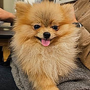 Yuki participe au concours pour gagner de l'argent avec cette photo : dog, pomeranian, puppy, fluffy, tongue_out, cute, pet, fur, portrait, indoor, paw, eye_contact, nose, chair, blanket, human_arm, watch, bottle, cozy, smiling
