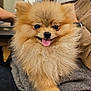 dog, pomeranian, puppy, fluffy, tongue_out, cute, pet, fur, portrait, indoor, paw, eye_contact, nose, chair, blanket, human_arm, watch, bottle, cozy, smiling