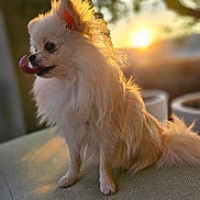 Scala a rejoint le concours — aidez-le/la à gagner de superbes lots ! animal, bodypart, canine, chihuahua, cockerspaniel, couch, dog, eskimodog, flare, furniture, light, mouth, papillon, person, pet, poodle, puppy, terrier, tongue, whitedog