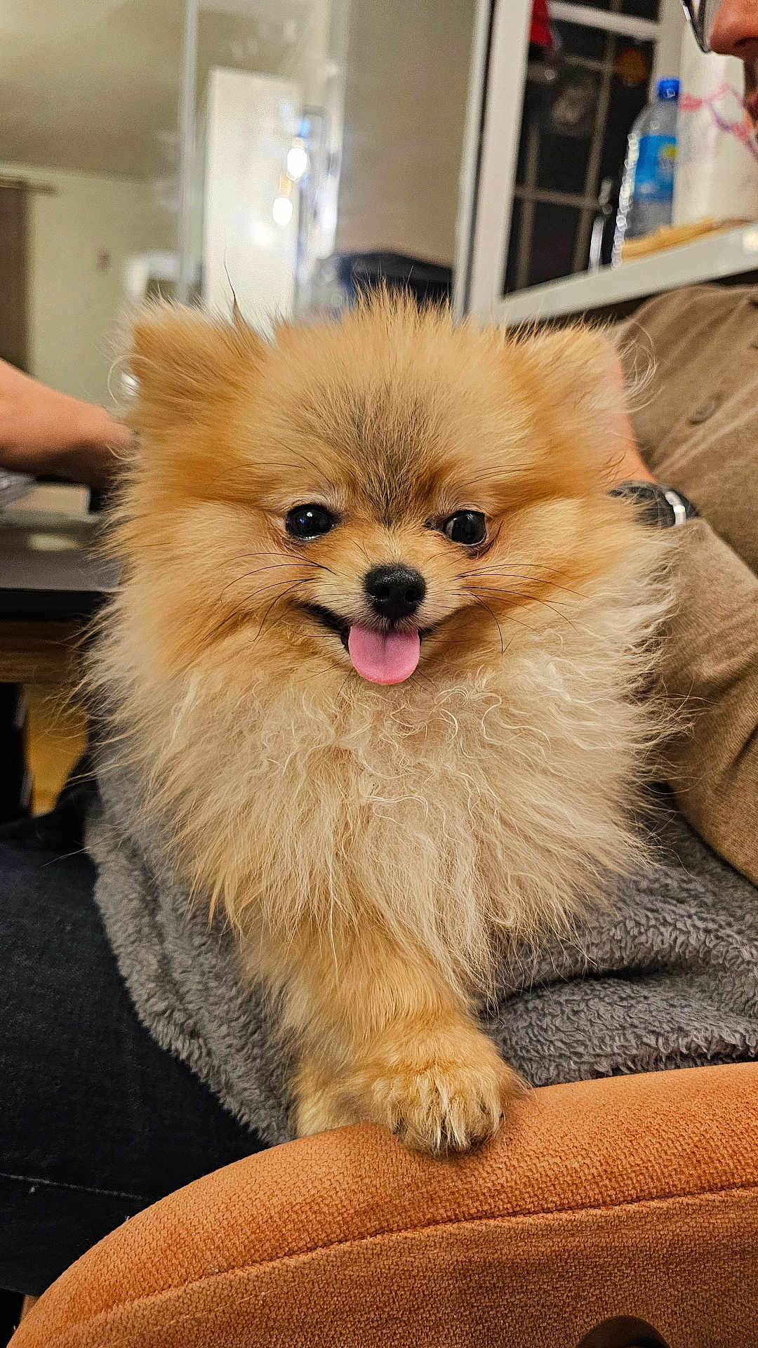 Yuki a rejoint le concours — aidez-le/la à gagner de superbes lots ! dog, pomeranian, puppy, fluffy, tongue_out, cute, pet, fur, portrait, indoor, paw, eye_contact, nose, chair, blanket, human_arm, watch, bottle, cozy, smiling