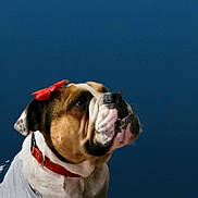 Sasha Marie joined the competition — help win amazing prizes! adorable, animal, blue_background, bulldog, closeup, collar, companion, cute, dog, domestic_animal, friendly, fur, gray_shirt, indoor, looking_up, mammal, pet, portrait, red_bow, whiskers