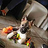 Pablo participe au concours pour gagner de l'argent avec cette photo : puppy, dog, toy, rope_toy, orange_ball, floor, tile_floor, indoor, pet, cute, young_dog, playful, animal, looking_at_camera, lying_down, ears_up, domestic_animal, home, person_leg, shoe