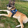 dog, grass, outdoor, fence, canine, pet, animal, harness, guard_dog, resting, side_view, nature, summer, domestic_animal, alert, ears_up, brown_coat, white_picket_fence, daytime, park