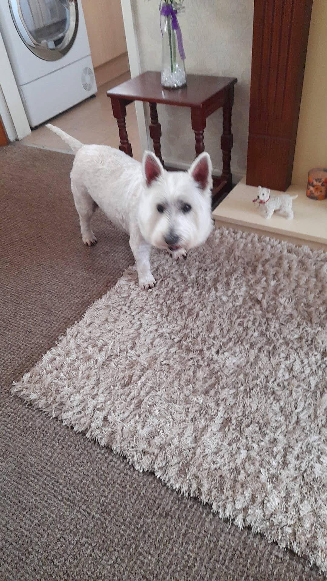 Kevin is registered to the contest to win money with this photo: cabinetry, canidae, carnivore, carpet, comfort, companion_dog, dog, dog_breed, fawn, floor, flooring, fur, grey, hardwood, snout, tail, whiskers, white, wood, working_animal