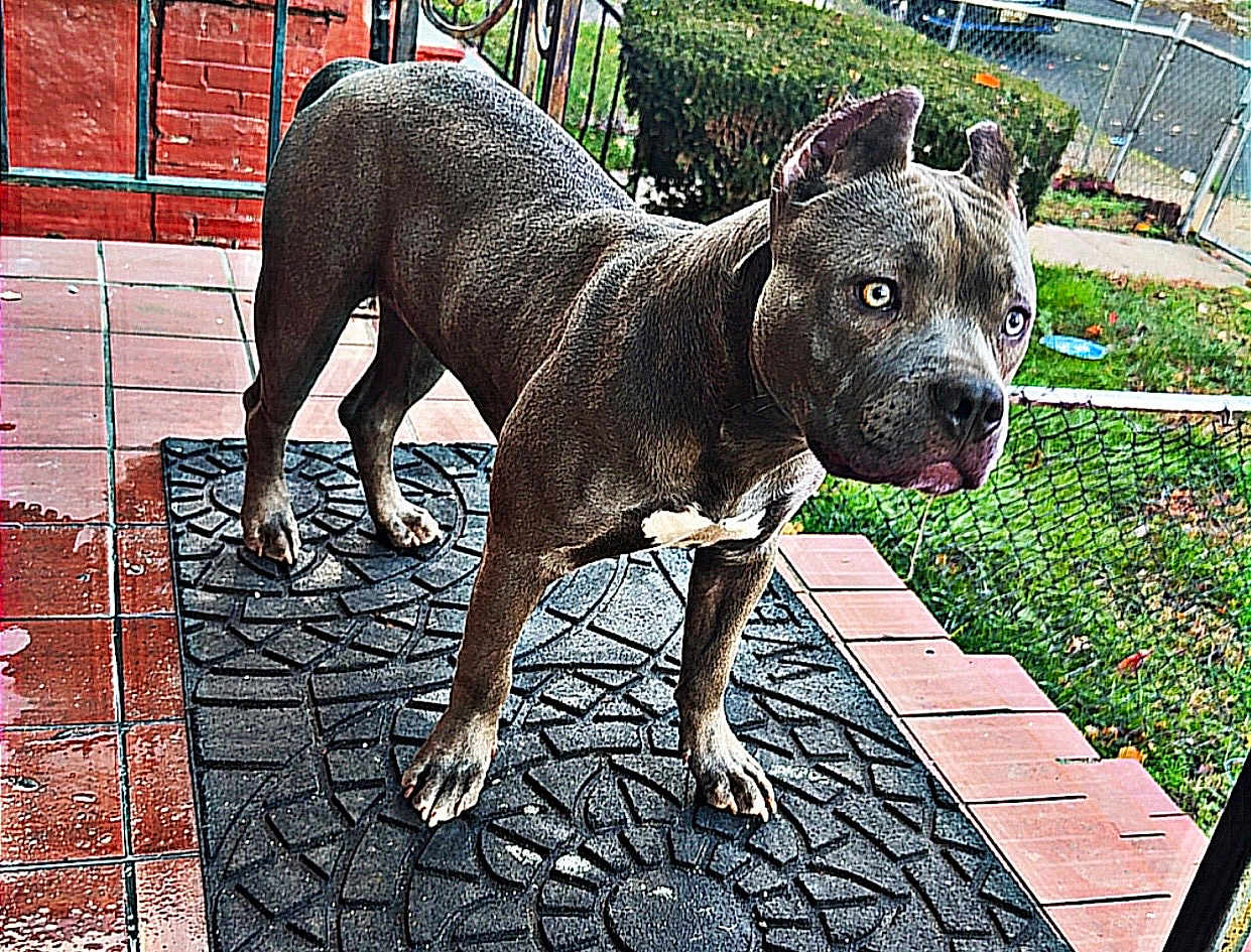 Trauma joined the competition — help win amazing prizes! dog, canine, pet, muscular, gray, outdoor, porch, doormat, brick_wall, grass, fence, alert, animal, ears, eyes, paws, side_view, standing, nature, yard