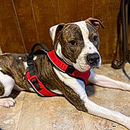 Luckey is registered to the contest to win money with this photo: dog, brindle, white, red_harness, floor, tile, wooden_wall, indoor, pet, canine, resting, animal, looking, ears, snout, collar, domestic, mammal, cute, companion