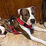 dog, brindle, white, red_harness, floor, tile, wooden_wall, indoor, pet, canine, resting, animal, looking, ears, snout, collar, domestic, mammal, cute, companion