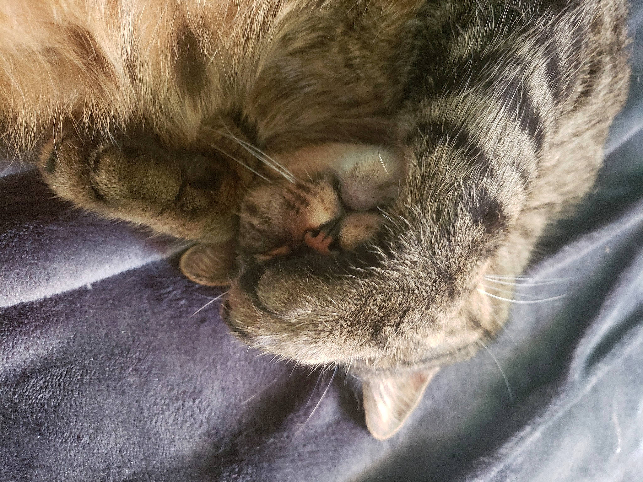 Astrid joined the competition — help win amazing prizes! carnivore, cat, claw, comfort, domestic_short_haired_cat, ear, eye, fawn, felidae, fur, gesture, grey, leg, nap, paw, small_to_medium_sized_cats, snout, tail, terrestrial_animal, whiskers