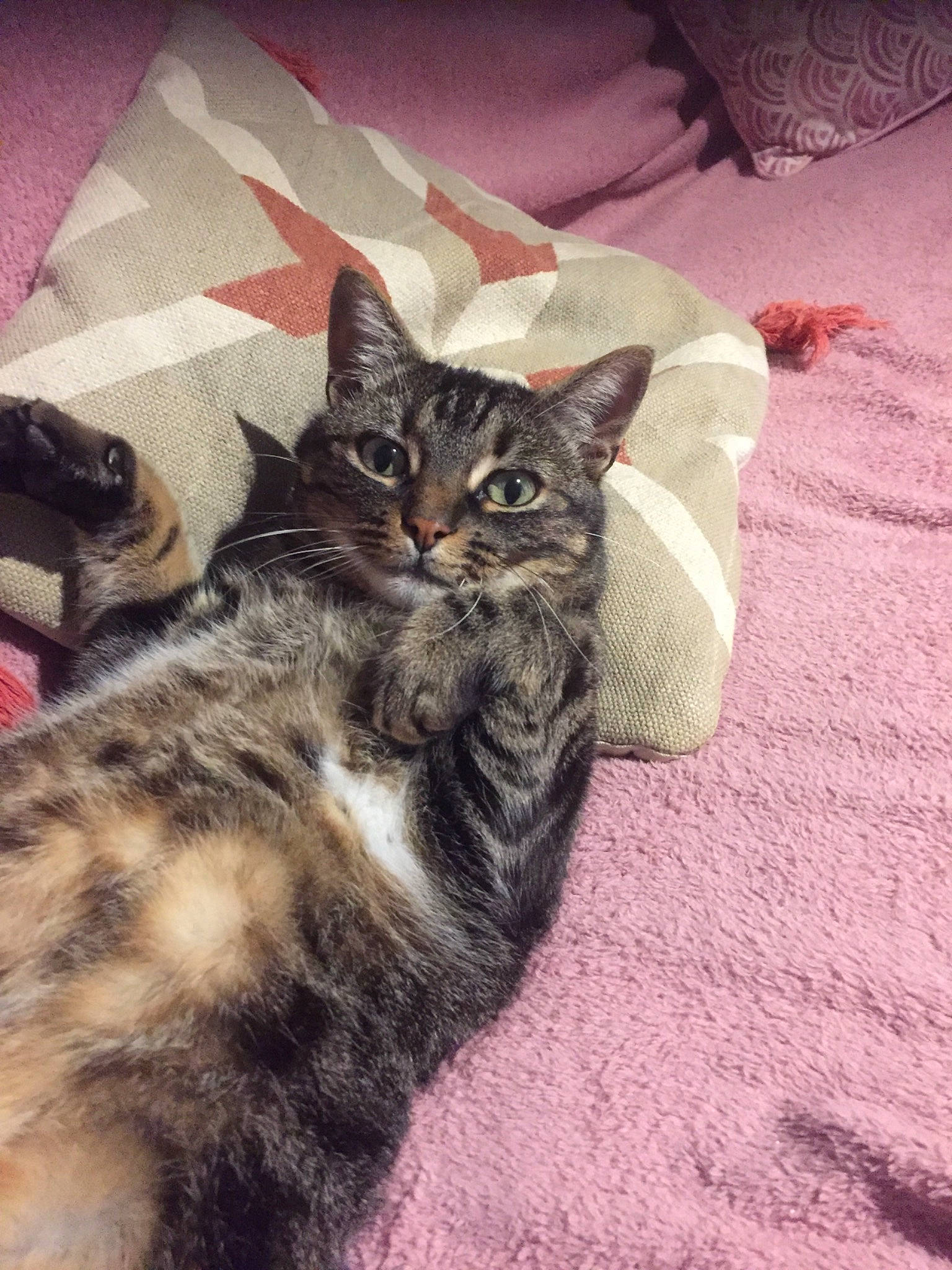 Titou participe au concours pour gagner de l'argent avec cette photo : carnivore, cat, claw, comfort, domestic_short_haired_cat, felidae, flooring, fur, grey, linens, paw, sitting, small_to_medium_sized_cats, snout, tail, whiskers