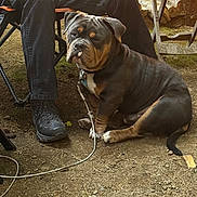 Atlas is registered to the contest to win money with this photo: boots, canine, closeup, collar, companion, dirt, dog, firewood, leash, nature, outdoor, pants, person, pet, relaxing, resting, shade, sitting, table, wood