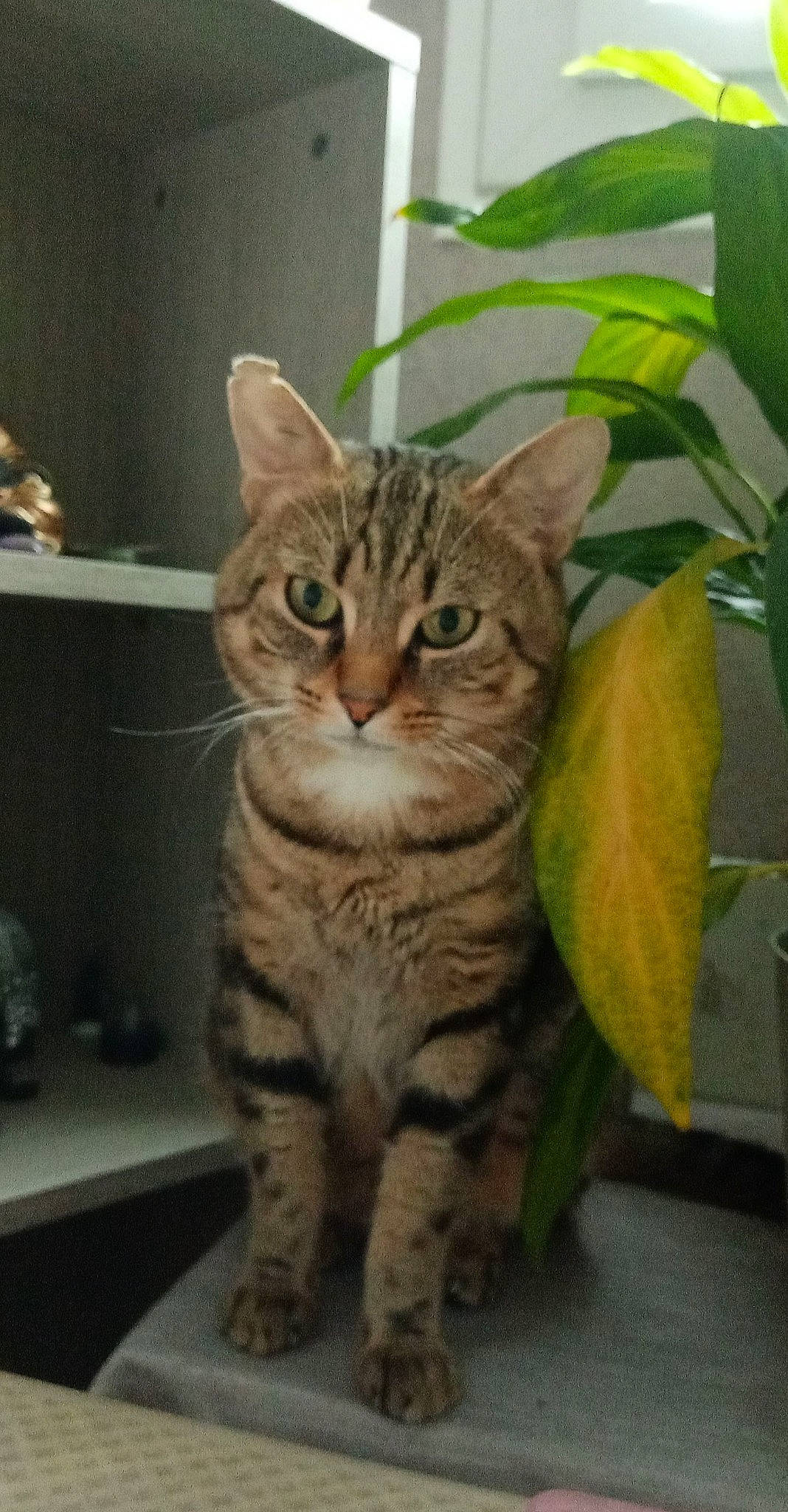 Tigrou a rejoint le concours — aidez-le/la à gagner de superbes lots ! carnivore, cat, domestic_short_haired_cat, felidae, fur, grass, paw, plant, small_to_medium_sized_cats, snout, terrestrial_animal, whiskers, wildlife