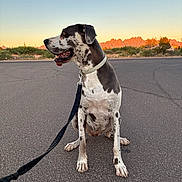 Junebug is registered to the contest to win money with this photo: dog, great_dane, spotted_dog, pet, animal, sitting, leash, collar, road, asphalt, desert, mountains, sunset, landscape, outdoor, nature, portrait, black_and_white, large_dog, scenic