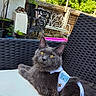 Halloumi is registered to the contest to win money with this photo: cat, gray_cat, outdoor, garden, table, chair, potted_plants, greenery, harness, pet_accessory, furniture, relaxing, sunlight, nature, domestic_animal, pet, curious, animal, resting, yellow_eyes