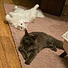 cat, white_cat, gray_cat, fluffy, pet, animal, indoor, rug, wooden_floor, relaxing, lying_down, feline, domestic_animal, cozy, fur, playful, resting, home, two_cats, cute