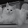 Haggis is registered to the contest to win money with this photo: cat, fluffy, white_cat, pet, indoor, animal, feline, curious, closeup, face, ears, whiskers, fur, domestic, resting, household_items, container, bottle, mirror, table