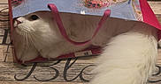 Haggis is registered to the contest to win money with this photo: cat, white_cat, fluffy_tail, paper_bag, butterfly_pattern, curious, indoor, tile_floor, pet, playful, cozy, animal, domestic_cat, cute, fur, whiskers, tail, bag_handle, resting, closeup