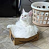 cat, white_cat, fluffy, amazon_box, cardboard_box, floor, tile_floor, laundry_basket, indoor, pet, feline, curious, relaxed, household, domestic, animal, fur, ears, whiskers, looking_away