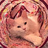 cat, white_cat, tunnel_toy, fluffy, pet, indoor, cozy, blanket, resting, relaxed, feline, animal, cute, soft_lighting, colorful, patterned, pink, purple, domestic_cat, playful