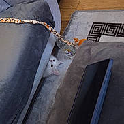 Haggis joined the competition — help win amazing prizes! cat, white_cat, couch, armchair, tablet, toy, leopard_print, wooden_floor, rug, indoor, pet, curious, peeking, cozy, living_room, furniture, playful, animal, domestic, resting