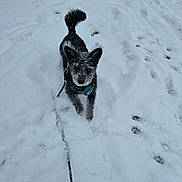 Macho joined the competition — help win amazing prizes! dog, snow, leash, outdoor, winter, playful, animal, canine, black_dog, fur, snowy_ground, walking, pet, cold, frozen, nature, daylight, park, footprints, happy