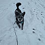 dog, snow, leash, outdoor, winter, playful, animal, canine, black_dog, fur, snowy_ground, walking, pet, cold, frozen, nature, daylight, park, footprints, happy