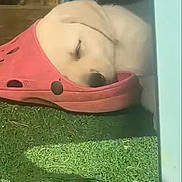 Baloo a rejoint le concours — aidez-le/la à gagner de superbes lots ! puppy, dog, sleeping, shoe, croc, pink, grass, outdoor, blue_chair, resting, pet, cute, young_dog, animal, nap, sunlight, casual, social_media, story, footwear