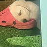 puppy, dog, sleeping, shoe, croc, pink, grass, outdoor, blue_chair, resting, pet, cute, young_dog, animal, nap, sunlight, casual, social_media, story, footwear