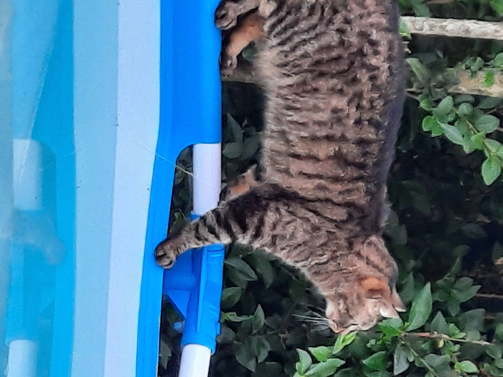 Kitty a rejoint le concours — aidez-le/la à gagner de superbes lots ! big_cats, bird_of_prey, carnivore, cat, domestic_short_haired_cat, electric_blue, felidae, fur, grass, leopard, mammal, organism, owl, plant, small_to_medium_sized_cats, tail, terrestrial_animal, tree, trunk, whiskers