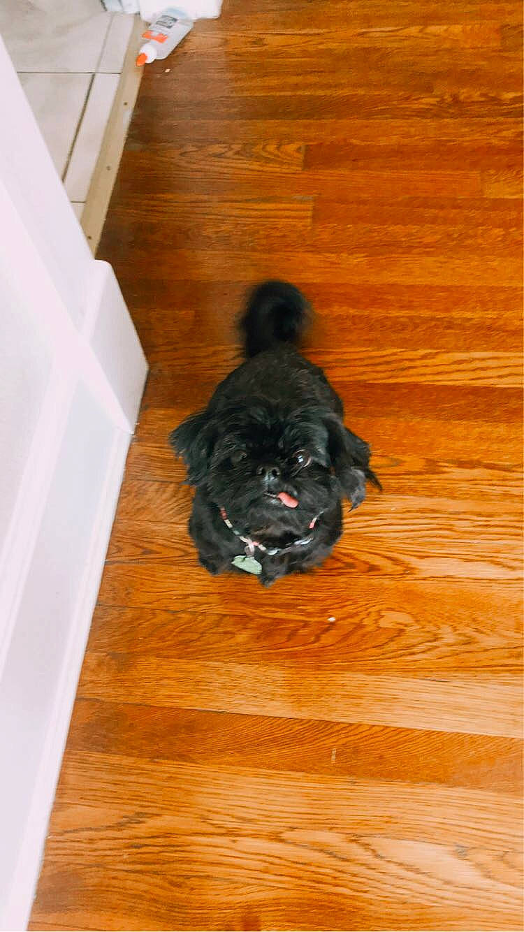 Coco is registered to the contest to win money with this photo: affenpinscher, bolonka, canidae, carnivore, cavapoo, cockapoo, companion_dog, dog, dog_breed, fawn, floor, hardwood, poodle_crossbreed, puppy, schnoodle, sporting_group, toy_dog, wood