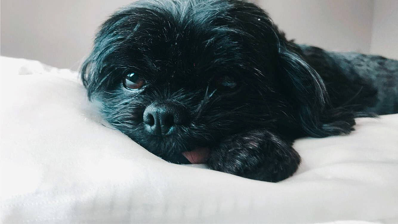 Coco is registered to the contest to win money with this photo: affenpinscher, black, bolonka, canidae, carnivore, cavapoo, chinese_imperial_dog, companion_dog, dog, dog_breed, havanese, lhasa_apso, mammal, pekapoo, puppy, schnoodle, shih_poo, shih_tzu, snout, vertebrate