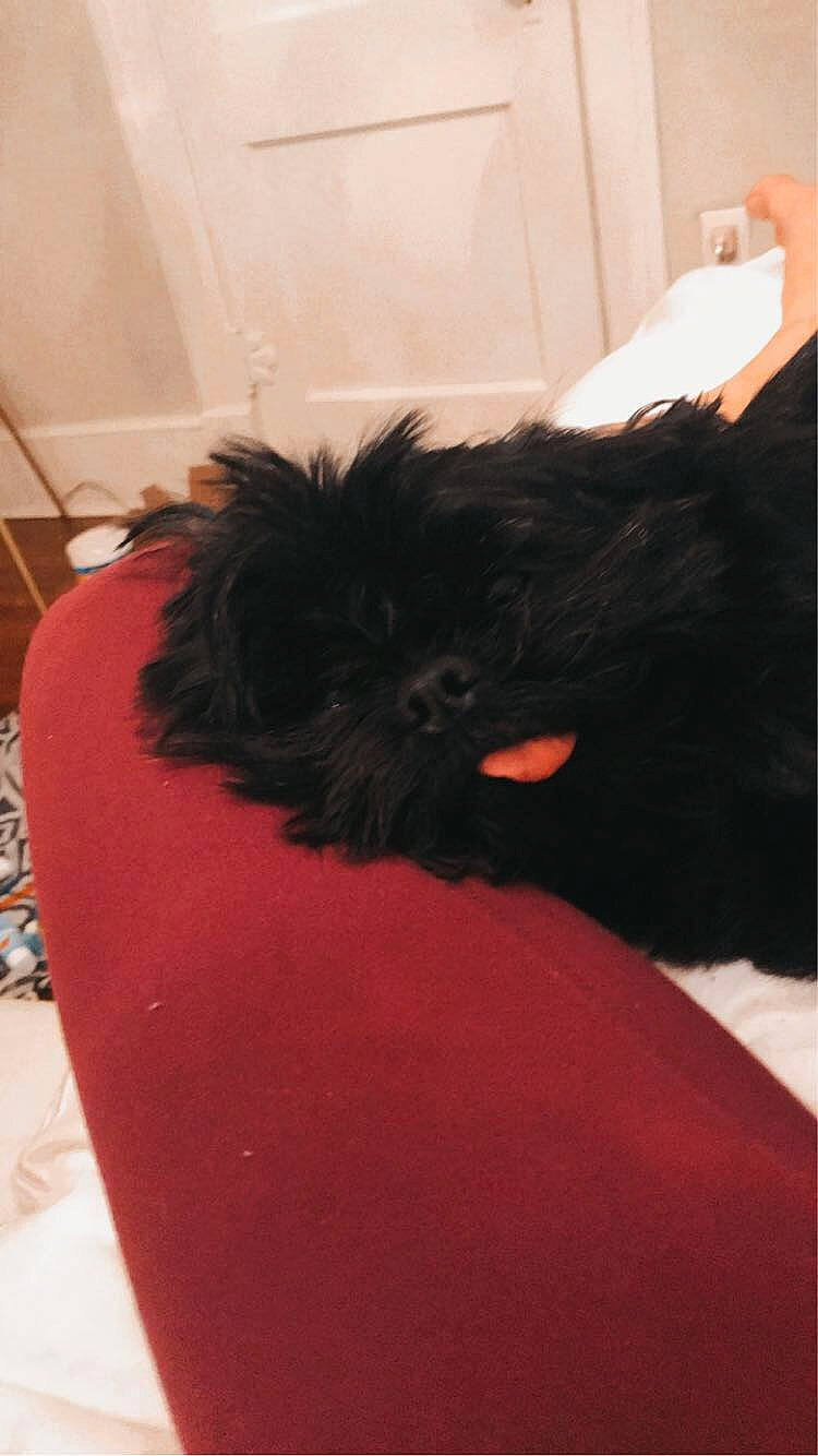 Coco is registered to the contest to win money with this photo: affenpinscher, black, bolonka, canidae, carnivore, dog, dog_breed, ear, fur, non_sporting_group, puppy, schnoodle, scottish_terrier, shih_tzu, sporting_group, tail, terrier, toy_dog