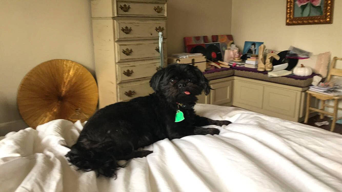 Coco is registered to the contest to win money with this photo: bed, bedroom, black, canidae, carnivore, comfort, companion_dog, dog, dog_breed, flat_coated_retriever, furniture, miniature_schnauzer, puppy, room, schnauzer, sporting_group, tail