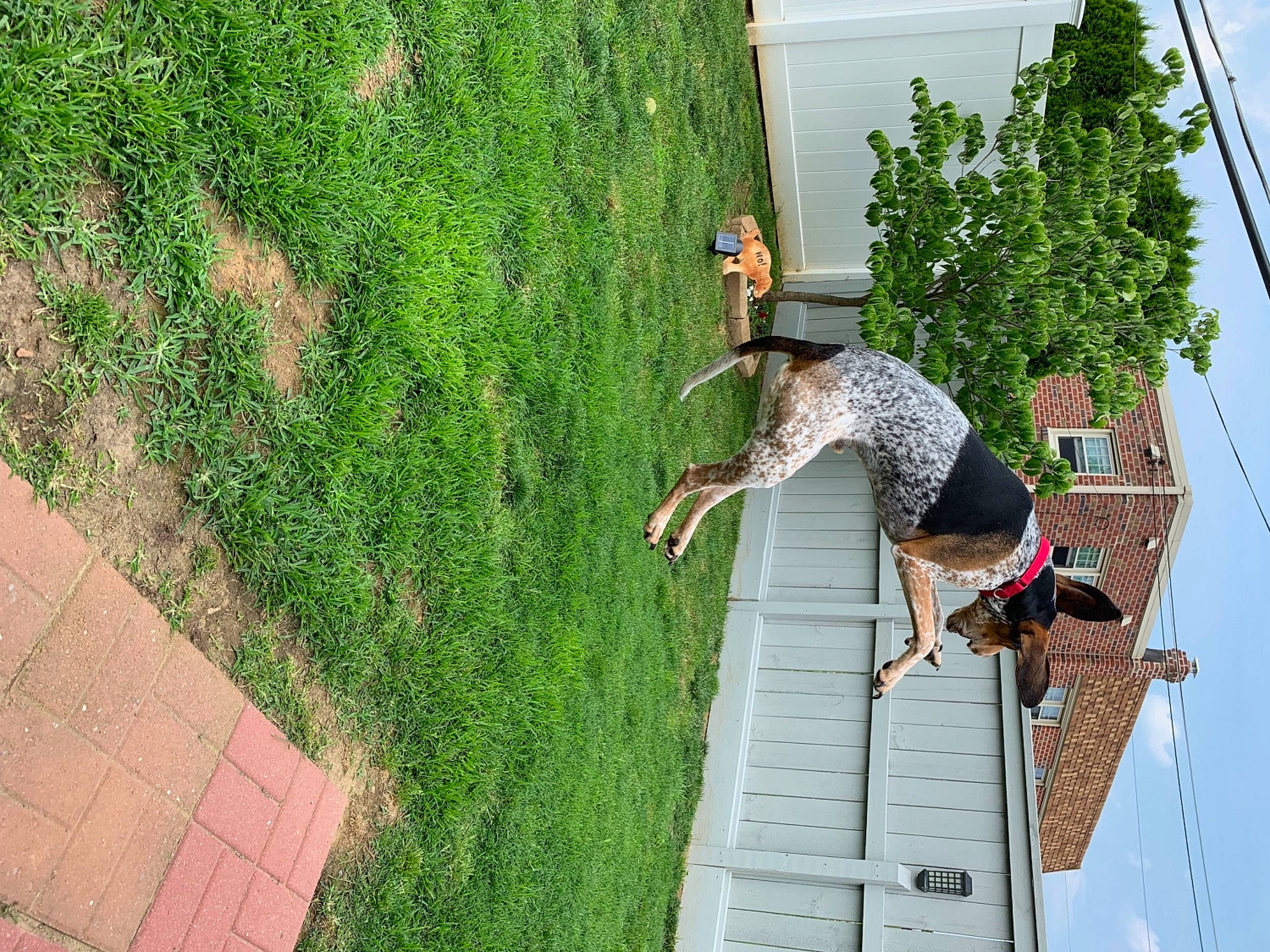 Cooper joined the competition — help win amazing prizes! backyard, facade, flooring, fun, garden, grass, groundcover, house, jeans, landscape, landscaping, leisure, line, people_in_nature, plant, recreation, shrub, sky, tree, yard