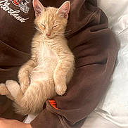 Kenny joined the competition — help win amazing prizes! animal, arm, brown_sweatshirt, cat, cleveland_logo, cozy, cute, furry, indoor, kitten, mammal, nap, orange_fur, person, pet, relaxed, resting, sleeping, soft, young