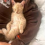 animal, arm, brown_sweatshirt, cat, cleveland_logo, cozy, cute, furry, indoor, kitten, mammal, nap, orange_fur, person, pet, relaxed, resting, sleeping, soft, young